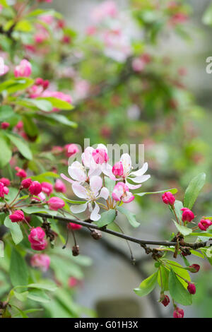 Malus floribunda. Japanese Crabapple tree blossom Stock Photo