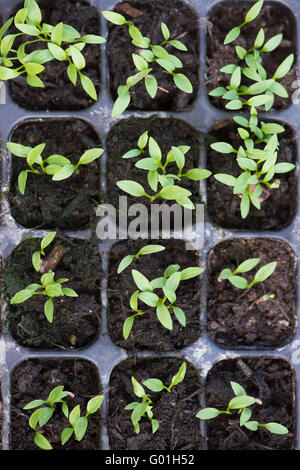 Moss curled parsley seedlings in a plug tray Stock Photo