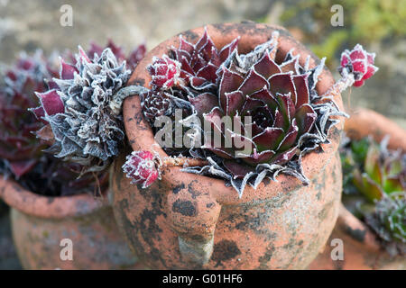 Sempervivum. Houseleek plant in pots covered in spring frost Stock Photo