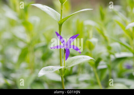 Vinca Major Oxyloba. Greater Periwinkle flower Stock Photo