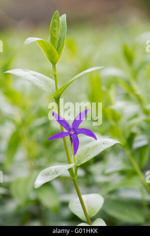 Vinca Major Oxyloba. Greater Periwinkle flower Stock Photo