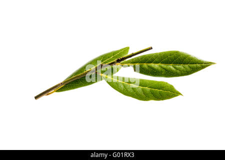 Fresh bay leaves, laurel, green, spice, herb, cutout, white background you, FOOD, styling, food styling, cooking, spice, meat, f Stock Photo