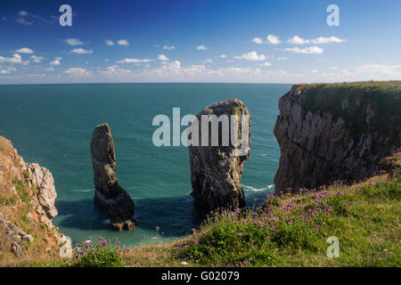 Elegug Stacks or Stack Rocks Near Bosherston Pembrokeshire Coast National Park Wales UK Stock Photo