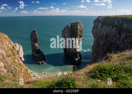 Elegug Stacks or Stack Rocks Pembrokeshire Coast National Park Wales UK Stock Photo