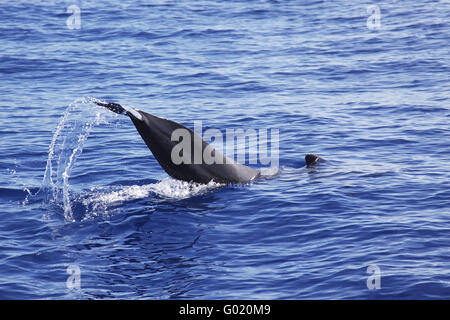 shortfin pilot whale Stock Photo