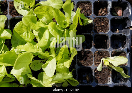 Lettuce seedlings in planting tray Stock Photo