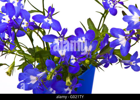 Beautiful flowers (Lobelia) in blue vase on studio white background Stock Photo