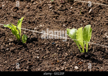 lettuce seedlings planted in a soil Stock Photo