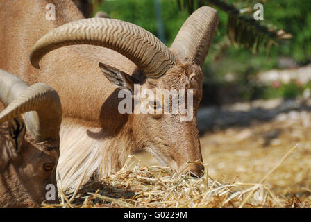 Moroccan mountain goat Stock Photo