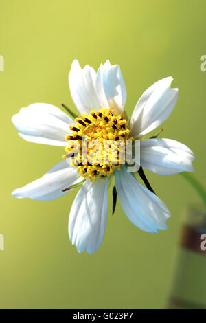 close-up of white chamomile on yellow background Stock Photo