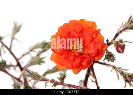 Blooming orange portulaca (purslane). Isolated on white Stock Photo