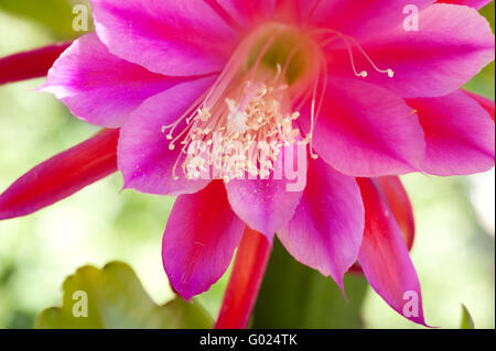 awesome queen of the night in full bloom during the day Stock Photo