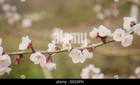 The white flowers of cherry blossom on the branches in spring.