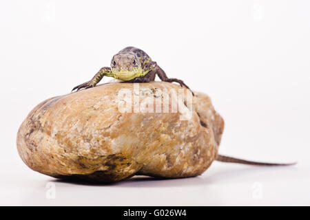 sand lizard on a stone (female) (Lacerta agilis) Stock Photo