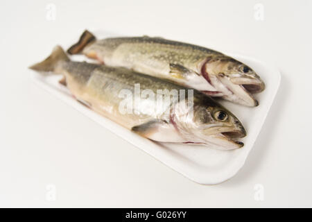 arctic char ready to cook in a polystyrene packing Stock Photo