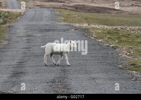 Lamb crossing road on Arranmore, County Donegal. Stock Photo