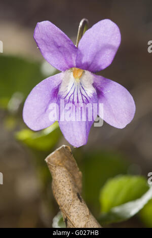 blossoming violets Stock Photo
