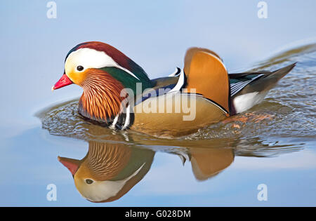 Mandarin duck (Aix galericulata) Stock Photo