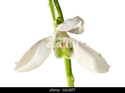 snowdrop flower with dew drops isolated on white Stock Photo