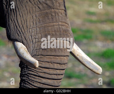 Extreme close-up of an elephant trunk and tusk Stock Photo