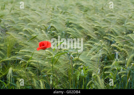 Poppies on the edge of a barley field Stock Photo