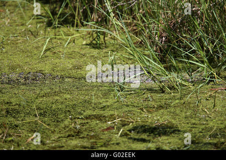 Florida alligator hiding in the duckweed of a small stream in Central Florida, USA. April 2016 Stock Photo