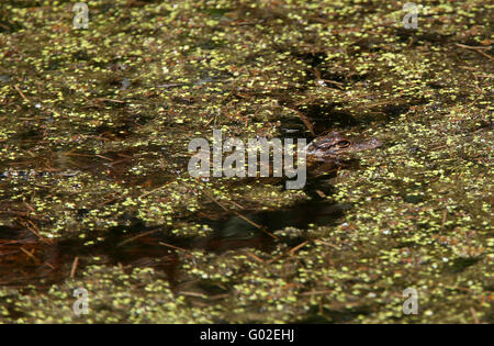Florida alligator hiding in the duckweed of a small stream in Central Florida, USA. April 2016 Stock Photo