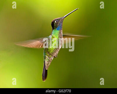 Male magnificent hummingbird hovering Stock Photo