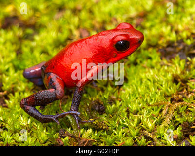 Strawberry poison dart frog Stock Photo