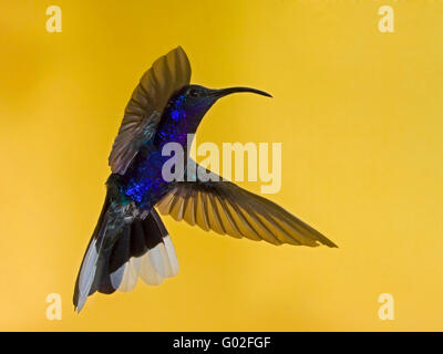 Male violet sabrewing hummingbird hovering