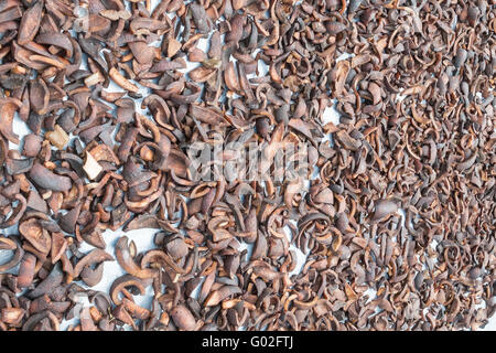 Copra sun-drying by Mentawai Tribe in Muara Siberut, Sumatera, Indonesia. Sun-dried copra is used in making coconut oil. Stock Photo