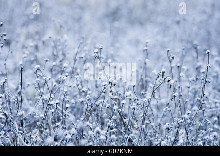 hoar frost on a flowers meadow in tthe winter Stock Photo