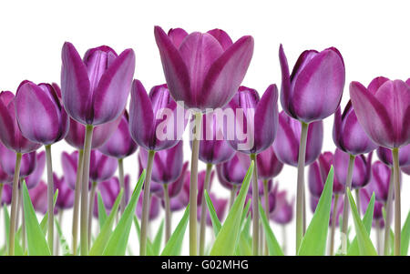 Beautiful purple tulip flowers freshly popped for spring against a white background Stock Photo