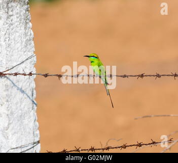 A swallow-tailed bee-eater isolated in a tree in the Okavango Delta ...
