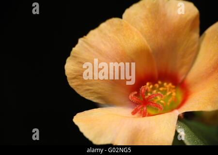 Moss Rose (Portulaca oleracea) Stock Photo