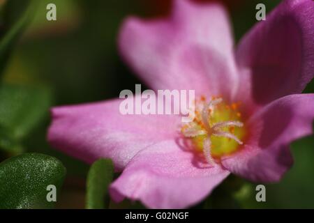 Moss Rose (Portulaca oleracea) Stock Photo