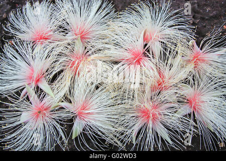 Full frame background of pink exotic flowers - Barringtonia racemosa Stock Photo