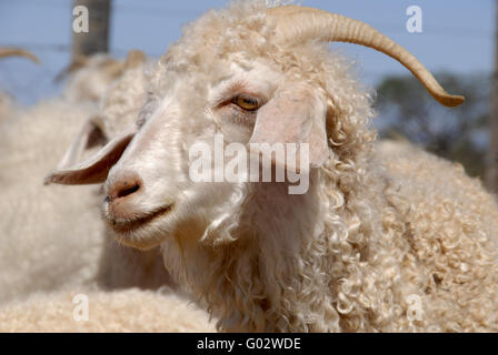 Close-up of an adult Angora goat. Stock Photo