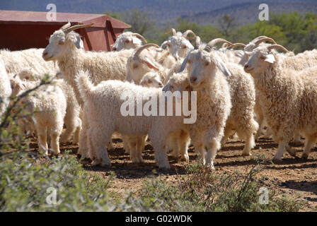 A flock of Angora goats in the Karoo Stock Photo