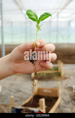 small sprout in the hand Stock Photo
