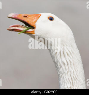 poultry Stock Photo