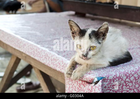 Little sick cat on a table watching me in Jakarta street Stock Photo