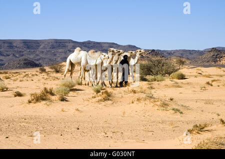 Tuareg nomad with white dromedaries in the desert Stock Photo