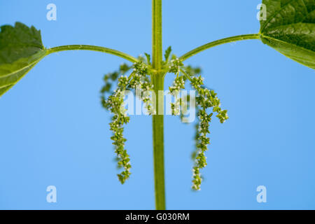 blossoming stinging Stock Photo