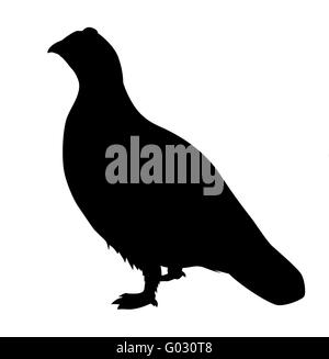 vector silhouette of the partridge on white background Stock Photo
