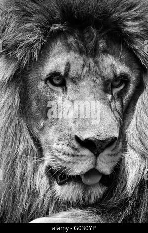 Powerful black and white male lion face closeup in high contrast Stock Photo