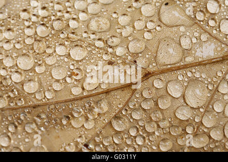 Raindrops on a leaf Stock Photo
