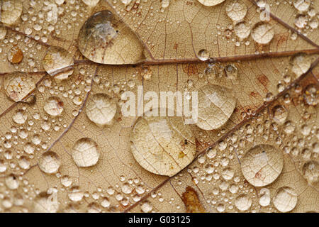 Raindrops on a leaf Stock Photo