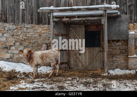 Speckled cow by barn door Stock Photo