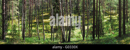 Birches and pines in forest under sun rays Stock Photo